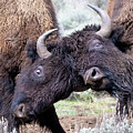 Battling Bison