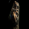 Boa Constrictor