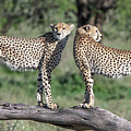 Cheetah Brothers