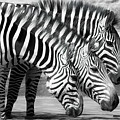 Plains Zebra