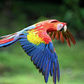 Scarlet Macaw in Flight