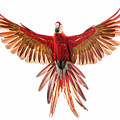 Scarlet Macaw