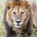 Serengeti Lion